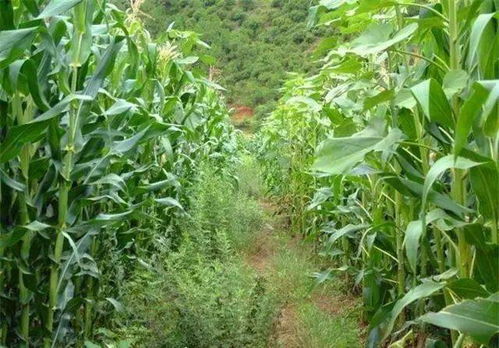 玉米除草不伤苗,原来还真有一套 这样打除草剂,安全效果好