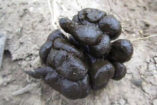 出现大便干结如 羊屎 怎么办