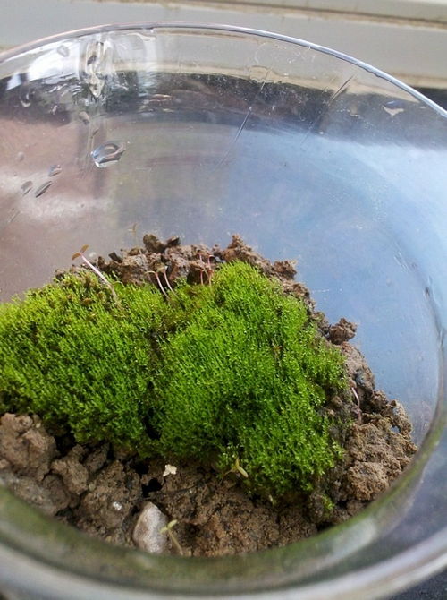 苔藓日记4