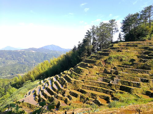 田园风光 美丽土寮