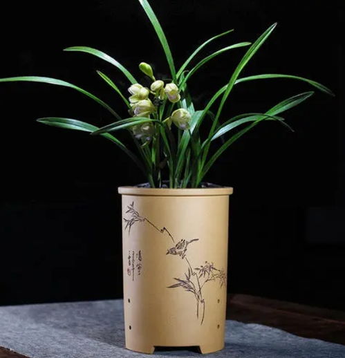 蓝妖 兰花怎么养 做好这6点,开花多又香