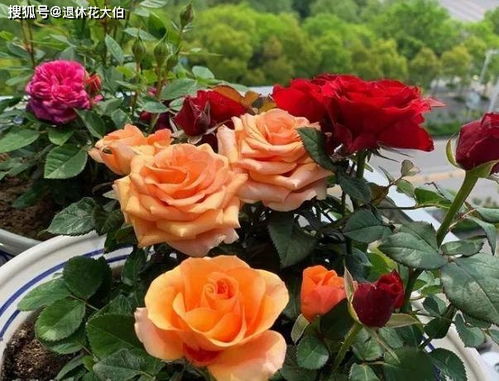 养花如何配置土壤,贴合盆栽成长 3步操作,让你了解清楚