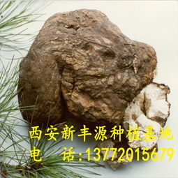 河南猪苓种植,新丰源药材,猪苓种植技术