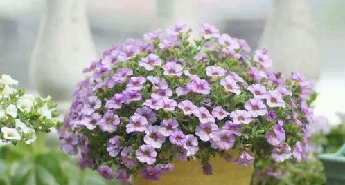 阳台种上3种花,变成花海赛过大花园,四季花开美极了