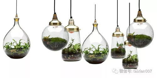 苔藓微景观生态瓶作品欣赏