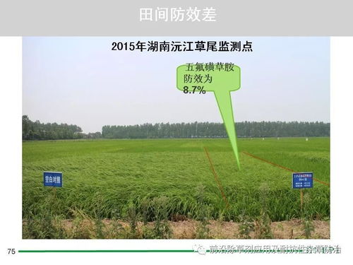 水稻直播田除草剂安全使用技术