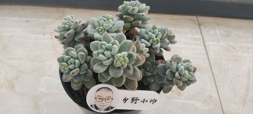 多肉状态一直不好,可能忽略了这一点,你也犯过这样的错误吗