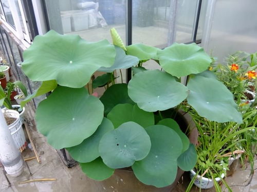 有品位的人都养这3种花,放在家里装饰效果好,观赏性也强