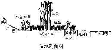 人工湿地是将污水 污泥有控制地投放到人工建造的湿地中,主要利用土壤 人工介质 微生物的作用对污水 污泥进行处理的一种技术.下列相关叙述不合理的是 