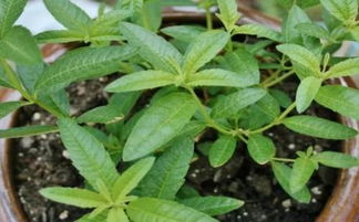 营养土刚种植物需要如何浇水