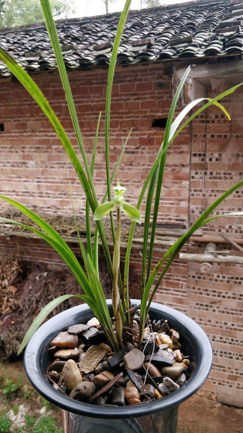 泥炭土和水苔哪个保水