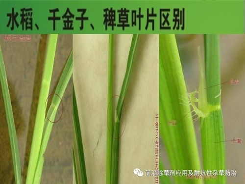 水稻直播田除草剂安全使用技术
