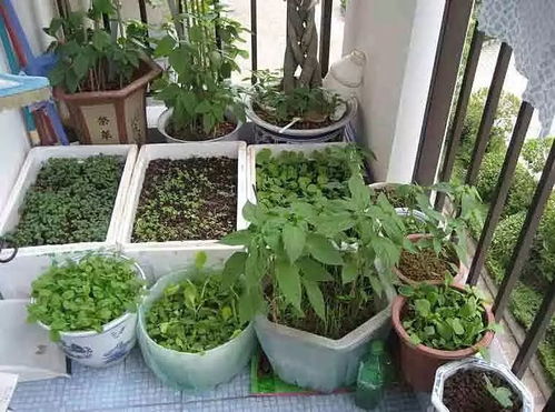 播下蔬菜的种子,参与5个步骤,小小菜苗就能壮壮成长