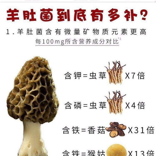 菌种菇种 羊肚菌菌种种子栽培种菌包棒送电子版技术视频家庭种植