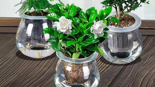 3种花,丢水里就能活,不用土也能开花,一开就是好几个月