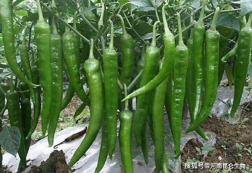 辣椒烂根用什么预防 枯萎黄萎怎么解决 根腐病的防治用药