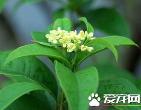 桂花用什么肥料最好最旺 桂花特别喜欢猪粪肥
