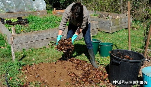种树施底肥会烧根烧苗吗 这对父子的观点各不相同,你怎么看