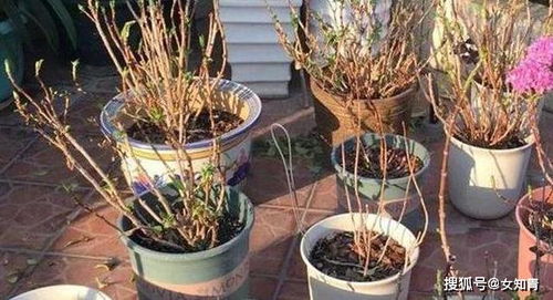 2种花,养在室内 不吉利 ,看着闹心,不如趁早搬出去