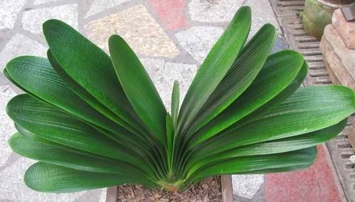 花卉种植技术 君子兰换盆后怎么养,连续三天把水浇透十分重要