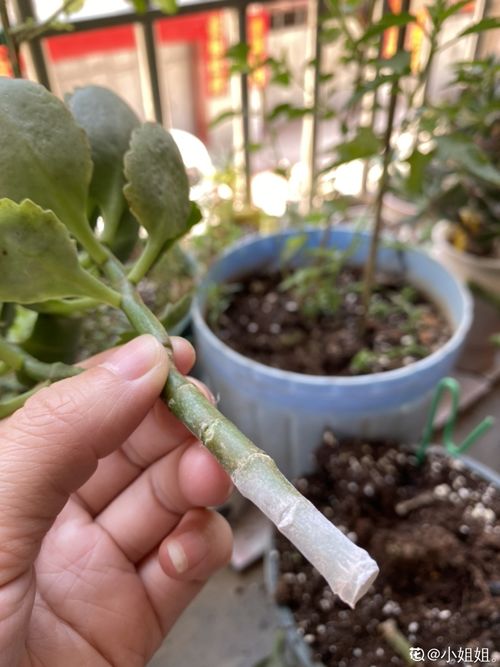家里养3种花,最怕遇见这个,抓紧避免才能疯长