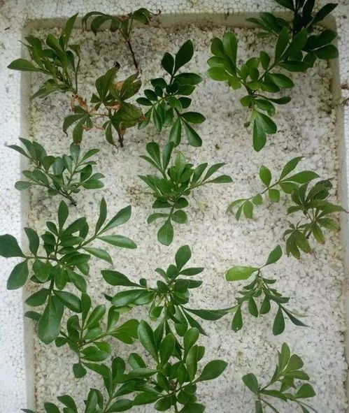 3种花,夏天也能扦插,热一点反而生根快,成活率高 枝条
