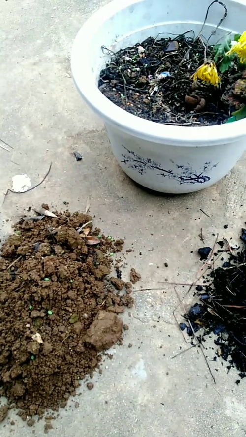 请问花盆里面的营养土应该怎样调制