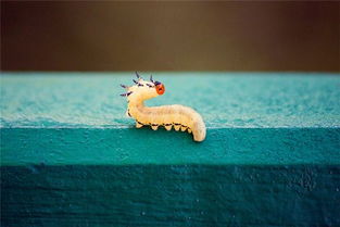 梦见很多蛆