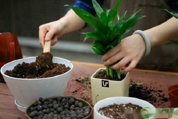 如何科学利用养花的旧土 旧土变营养土的处理方法介绍