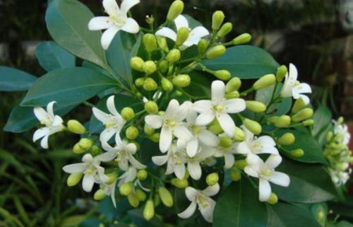 丢了2盆绿萝,种上一棵 香水花 ,比茉莉好养,清香小半年