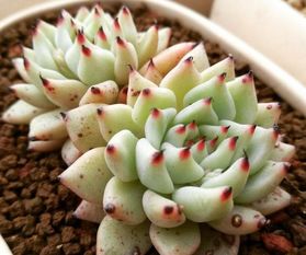 用粗河沙来养多肉植物,每颗都能长得胖嘟嘟,秋天一到就爆盆
