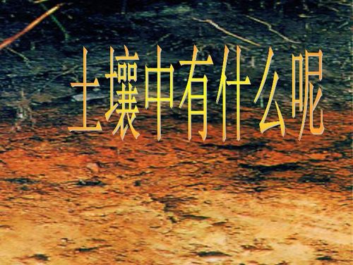 三年级科学下册三植物生活的土地1土壤里有什么课件 22ppt 新人教版