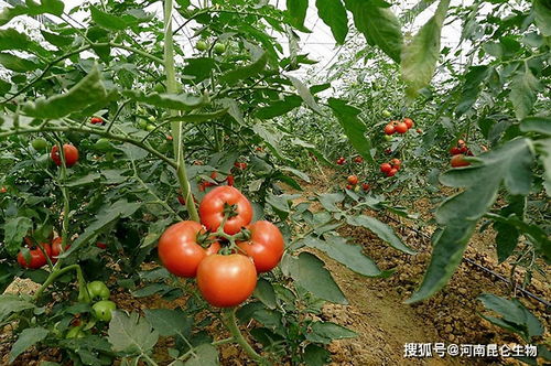 番茄底肥用什么肥料 番茄打什么叶面肥长得快 番茄用什么肥料结果多