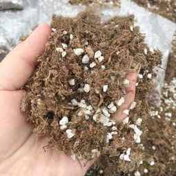 种花前选好合适的土壤就成功一半,别以为买点营养土就能养好花