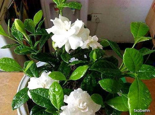 栀子花移栽后叶子打蔫发黄