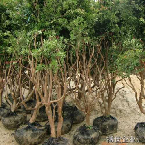 树葡萄10年苗多少钱多少钱一斤哪个品种好吃