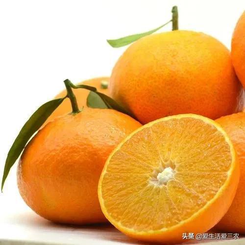 未来10大暴利种植树木