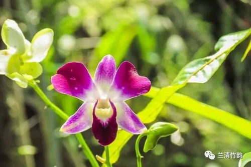 兰花怎么养 兰花多长时间浇一次水,按照季节变化调整