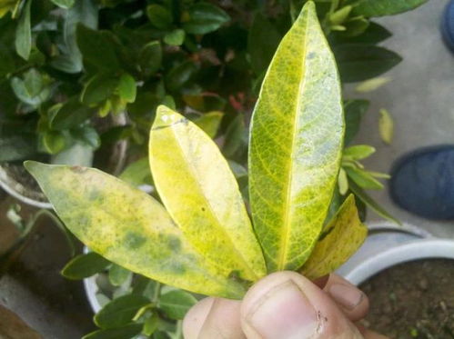 黄叶很难治 其实是你没用对办法,几个妙招立马重新变绿