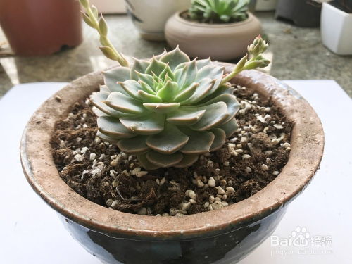 多肉植物如何修根上盆