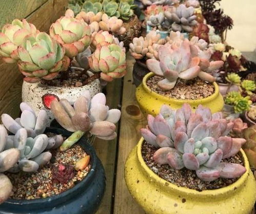 教你配制多肉植物营养土,废弃垃圾大有用处,变成肥料