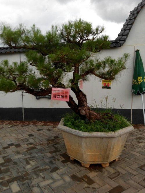 客厅大门外放什么盆景旺