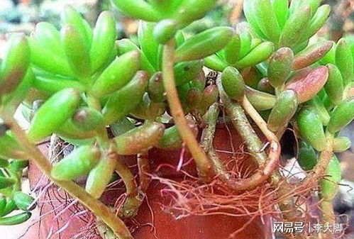 正常养护的多肉,生长出气根的7个原因,这些情况是多肉在求救