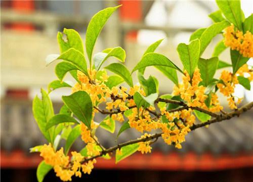 盆栽桂花掉叶子 教你3个养护的小妙招,花朵密集香飘四溢