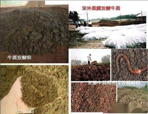 用微生物解决牛场环保问题,牛粪快速发酵成有机肥新技术,比自然发酵快5 10倍成本还更低