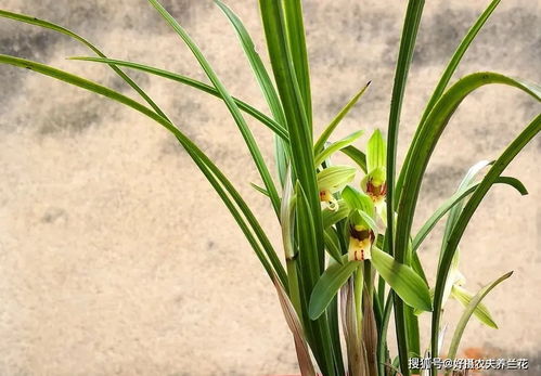 兰花叶片矮小 根系萎缩,自己用错两种方法,就别怪磷酸二氢钾