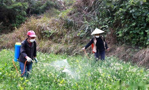 粮补有望月底前发放 今年补贴标准怎样 这5种农民不能领补贴