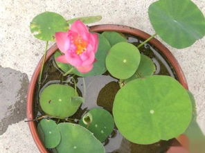 迷你小荷花种子睡莲的种植方法