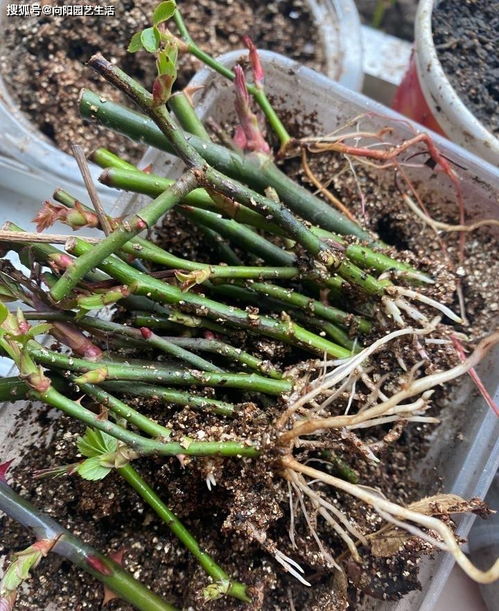 月季花扦插,用高度白酒消毒,发根效果更好,20天长出 根点