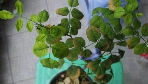黄叶打焉不用怕,教你从叶片诊断月季异常和病害,养好月季不求人